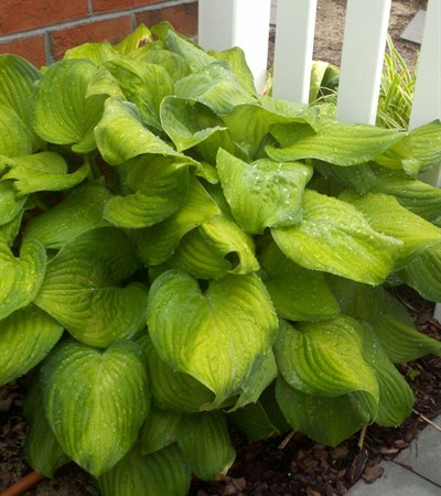 Hosta Guacamole